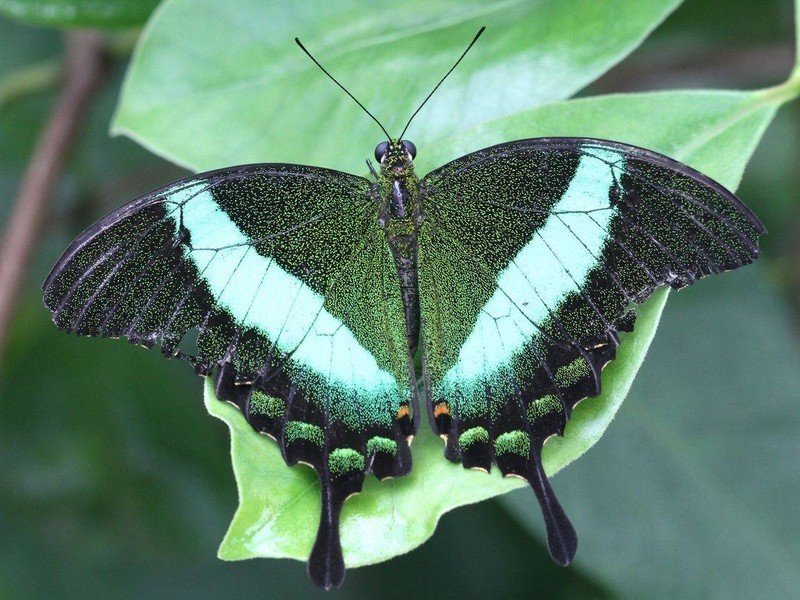Изумрудный махаон бабочка