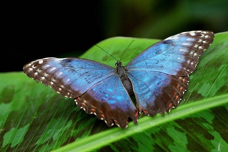 Мадагаскарская голубая бабочка