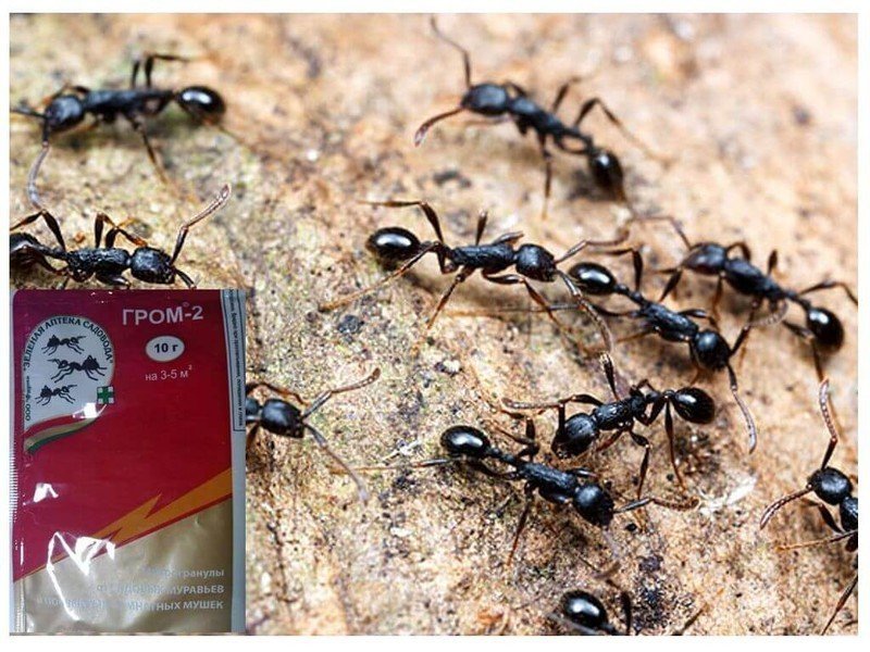 Муравейник черных муравьев