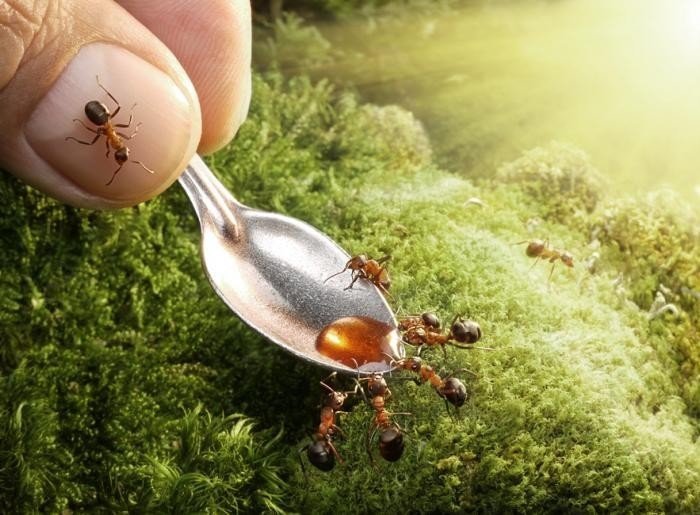 Ловец муравьёв профессия