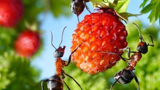 О борьбе с муравьями на огороде и в саду с помощью нашатырного спирта
