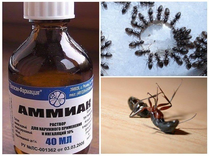 Самое лучшее и эффективное средство от домашних муравьев