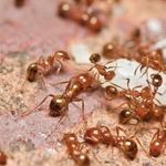 Откуда берутся домашние муравьи в квартире или доме? Как заводятся, где обитают, как с ними бороться