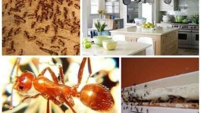 Рыжие и черные муравьи в квартире, как от них избавиться