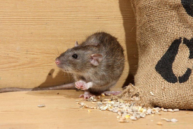 Серая крыса rattus norvegicus