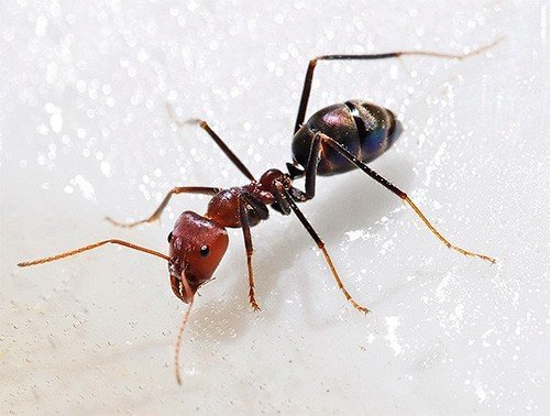 Средство от муравьёв с борной кислотой