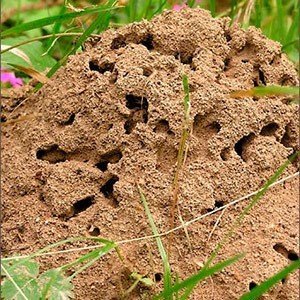 Муравейники садовых муравьёв