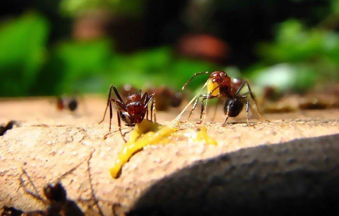 Букашки муравей