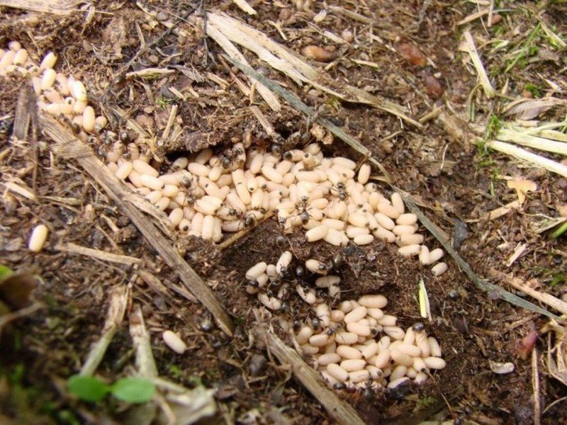 Куколки муравьев муравьиные яйца