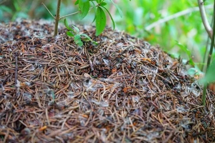 Лесные муравьи муравейник