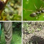 ТОП-9 Самых эффективных способов борьбы с муравьями на садовом участке