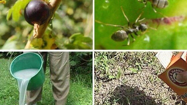 ТОП-9 Самых эффективных способов борьбы с муравьями на садовом участке