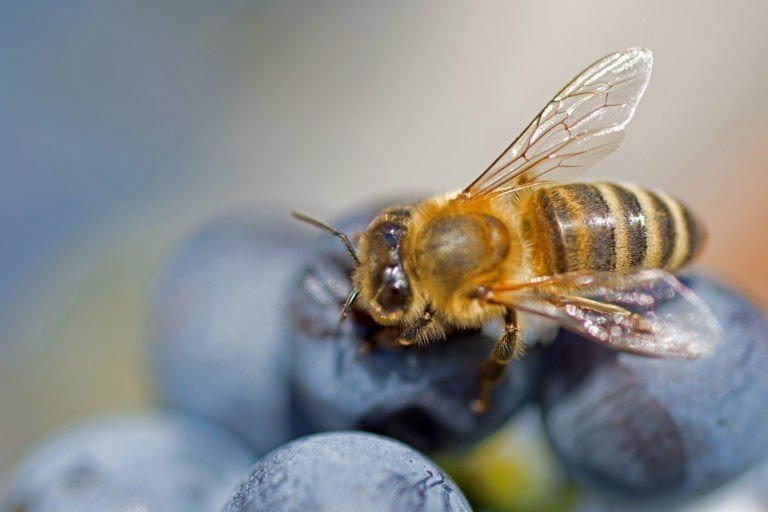 Медовая пчела