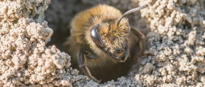 Пчела андрена личинка