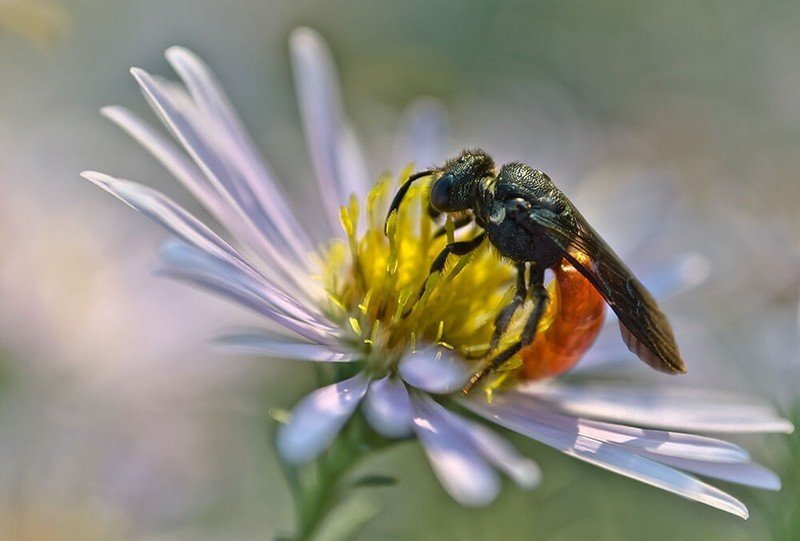Пчела и шмель