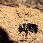 Земляные пчелы как добыть мед