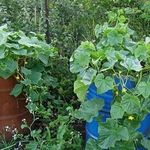 Огурцы в бочке — пошаговый алгоритм выращивания на даче