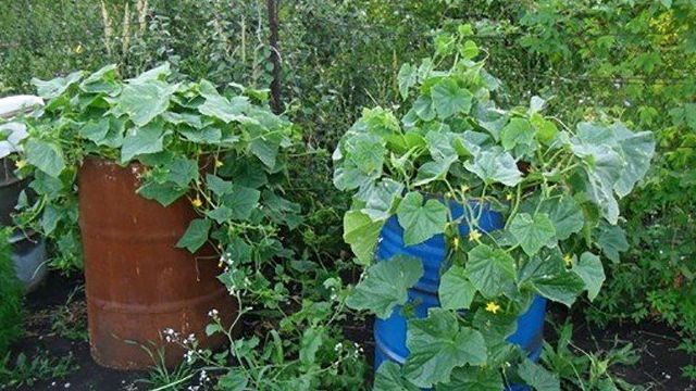 Огурцы в бочке — пошаговый алгоритм выращивания на даче