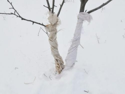 Защита стволов деревьев от мороза