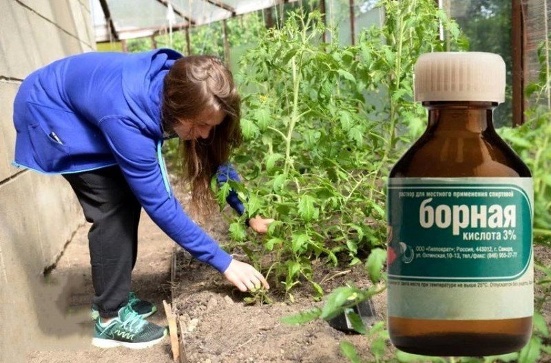 Борная кислота для растений применение помидоры