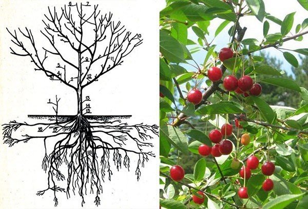 Строение плодового дерева