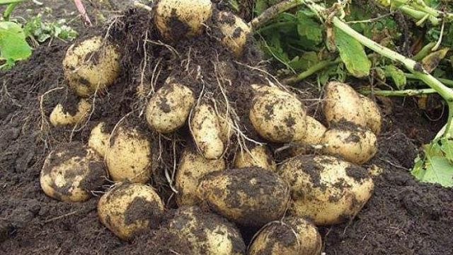 Как правильно и чем подкормить картофель во время цветения
