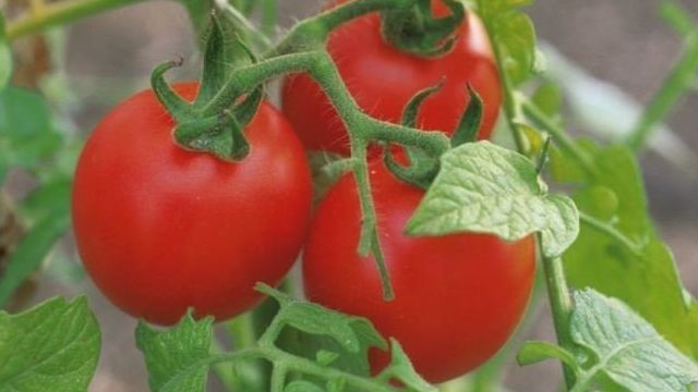 Как вырастить домашние помидоры на подоконнике