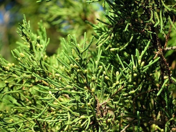 Можжевельник саржента juniperus sargentii