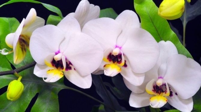 Орхидея фаленопсис сорта