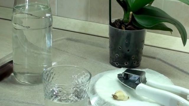 Чесночная вода для орхидей: рецепт приготовления и правильный полив, польза и противопоказания