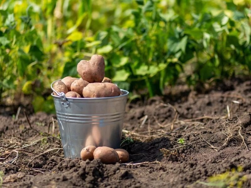 Картошка в огороде