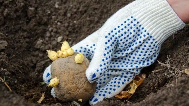 Удобрение для картофеля при посадке в лунку