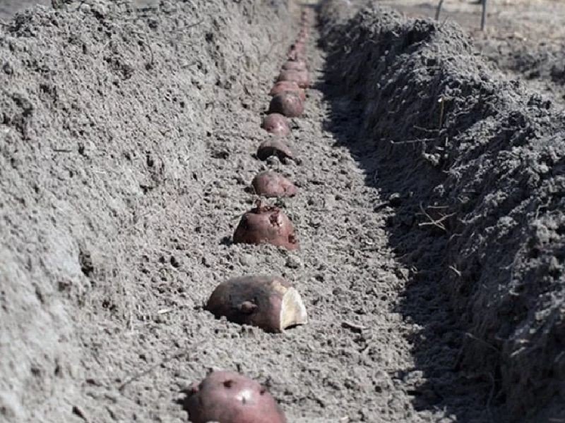 Траншейный метод посадки картофеля