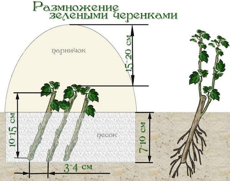 Схема посадки черенков смородины
