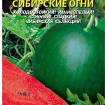 Арбуз Сибирские Огни — описание сорта, выращивание и отзывы
