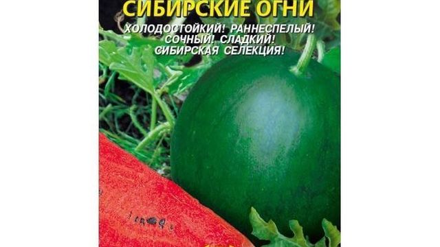 Арбуз Сибирские Огни — описание сорта, выращивание и отзывы