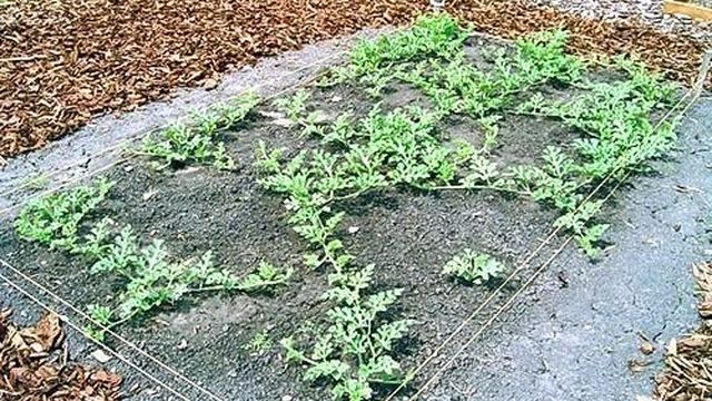 Как выращивать арбузы на даче в открытом грунте, когда собирать, видео