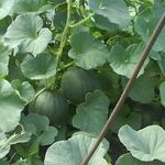 Особенности выращивания арбузов в теплице