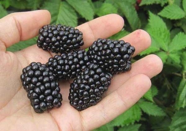 Черные ягоды