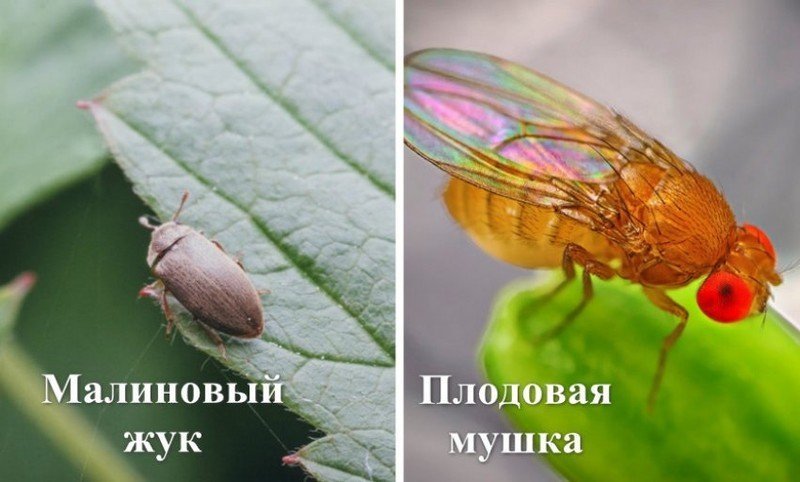 Малиновая стеблевая муха