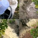 Голубика садовая в сибири посадка и уход фото отзывы в сибири