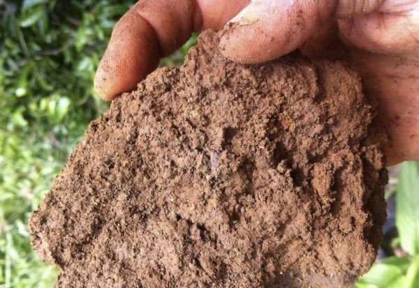 Какие бывают почвы