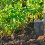 Какую землю любит клубника: как подготовить грунт и ухаживать за почвой после посадки
