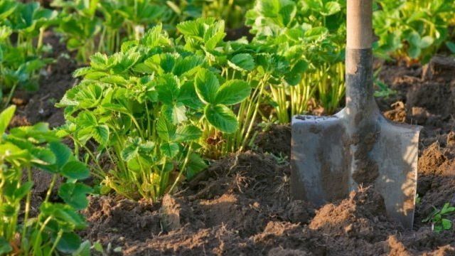 Какую землю любит клубника: как подготовить грунт и ухаживать за почвой после посадки