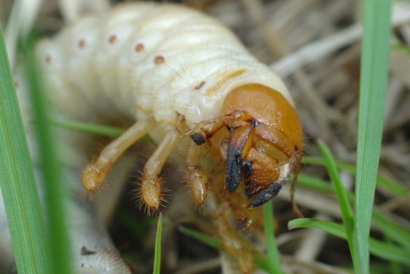 Личинка бронзовки и майского жука