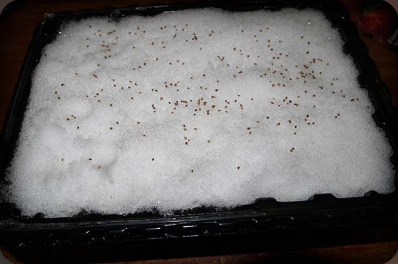 Посадка семян земляники в снег