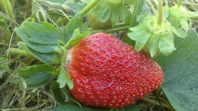 Клубника Маршал: описание сорта, фото ягод, отзывы садоводов