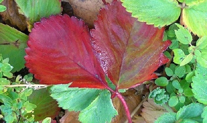 Краснеют листья у клубники что делать