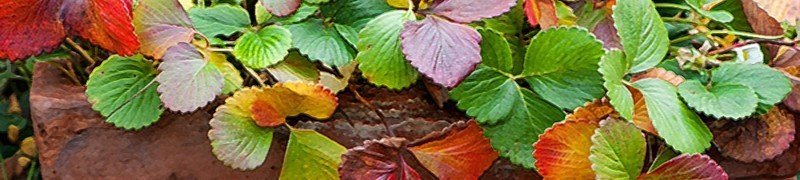 Краснеют листья у клубники