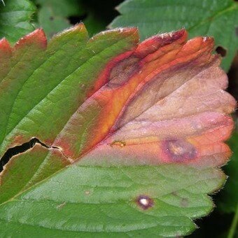 Красно-фиолетовые пятна на листьях клубники